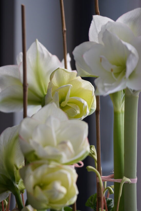 Baltu pildītu ziedu amariļļu un rūsas imitācijas bļodas komplekts iekštelpu kompozīcijai